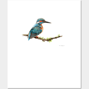 Kingfisher Posters and Art